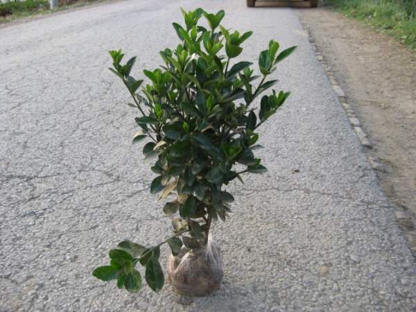 2013年大葉黃楊價(jià)格 2013年大葉黃楊價(jià)格