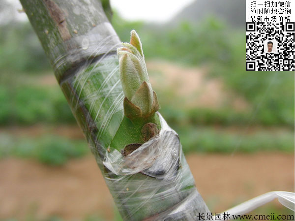 嫁接苗實生苗 嫁接苗實生苗