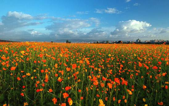 學(xué)習(xí)國外苗木行業(yè)經(jīng)驗，搶先了解國內(nèi)市場動態(tài)