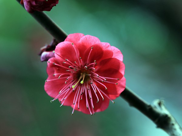 紅梅花一般什么時(shí)候開(kāi)花？