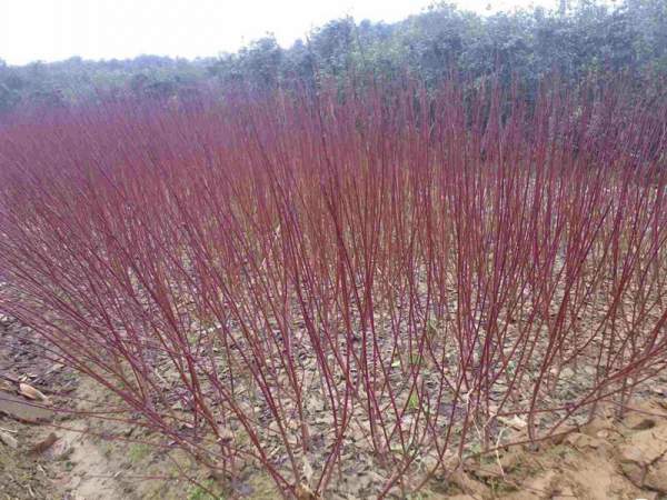 紅瑞木可以用來做綠籬嗎?