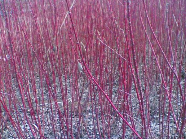 紅瑞木的生長習(xí)性是什么,適合在什么地方種植