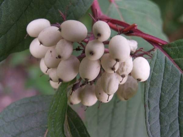 紅瑞木的生長習(xí)性是什么,適合在什么地方種植