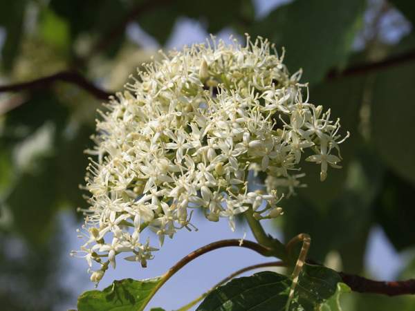 紅瑞木的生長習(xí)性是什么,適合在什么地方種植