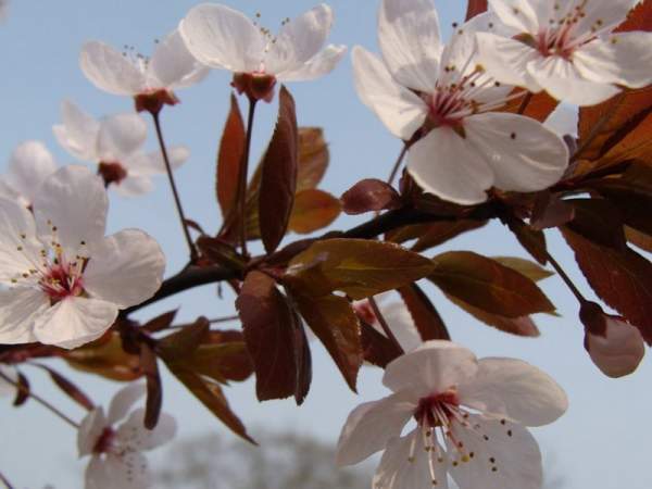 紫葉李和紅葉李的花語(yǔ)是什么？