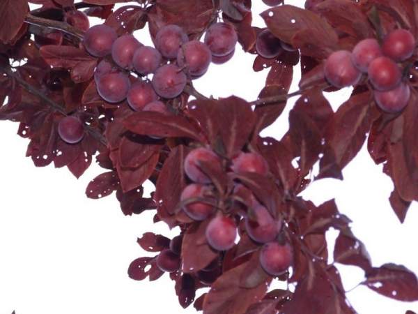 紫葉李和紅葉李的花語(yǔ)是什么？