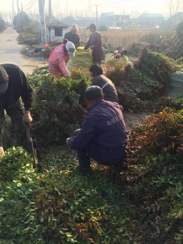 河南省大葉黃楊 河南省大葉黃楊