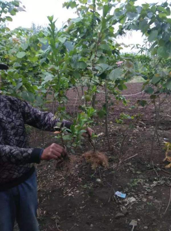 河南省大葉黃楊 河南省大葉黃楊