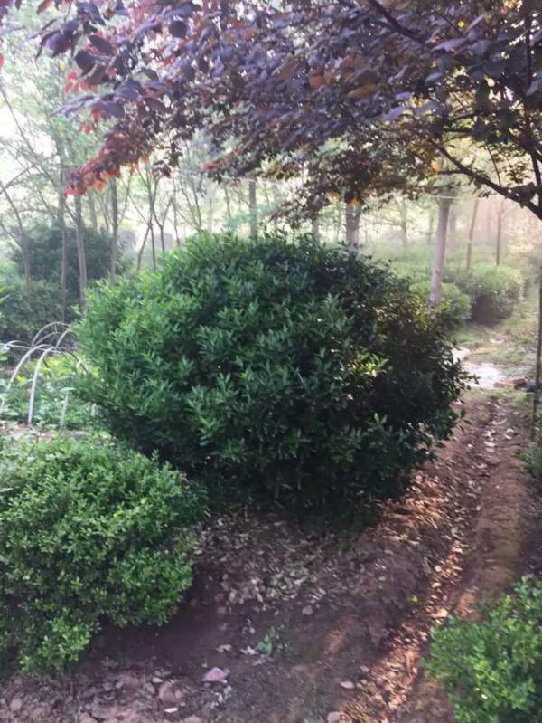 大葉黃楊球 大葉黃楊球