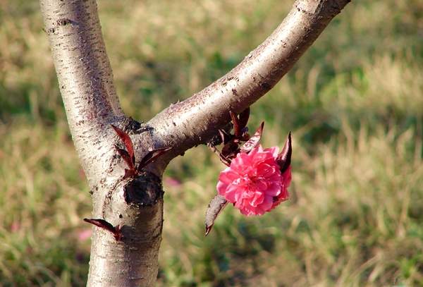 長景園林紅葉碧桃樹 長景園林紅葉碧桃樹