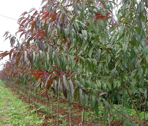 紅葉碧桃樹苗 紅葉碧桃樹苗