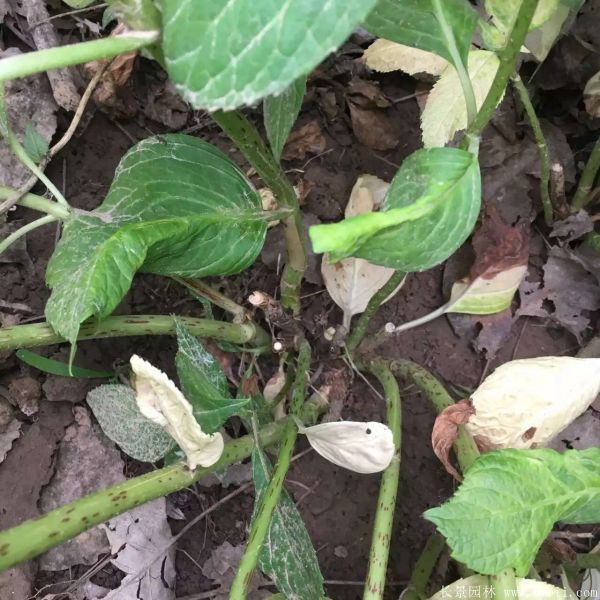 八仙花圖片基地實(shí)拍 八仙花圖片基地實(shí)拍