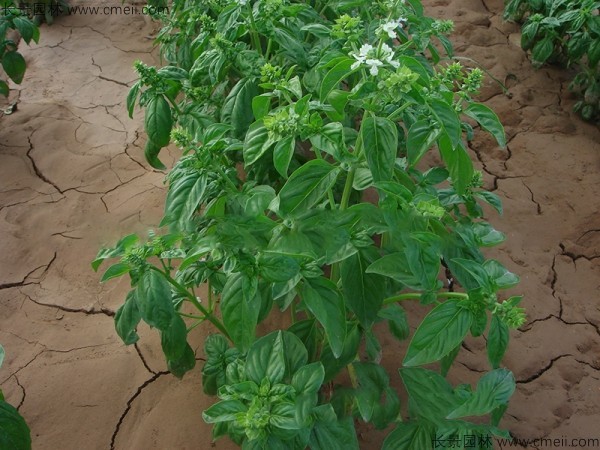 羅勒種子發(fā)芽出苗圖片
