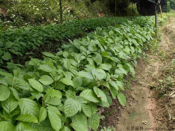 秋楓種子發(fā)芽出苗圖片