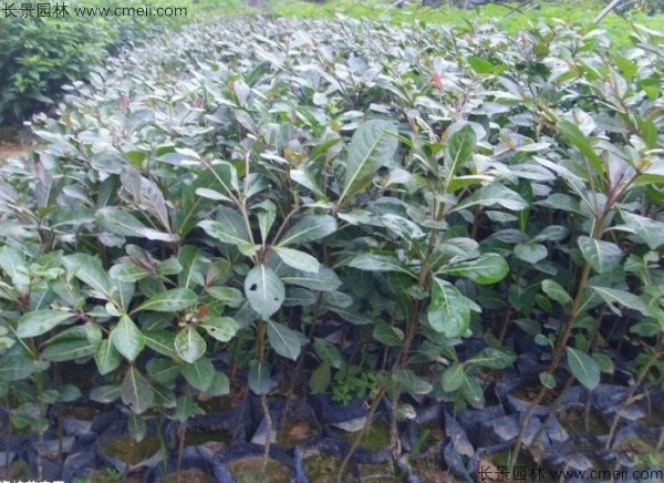 小葉欖仁種子發(fā)芽出苗圖片