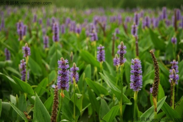 梭魚(yú)草種子發(fā)芽出苗開(kāi)花圖片