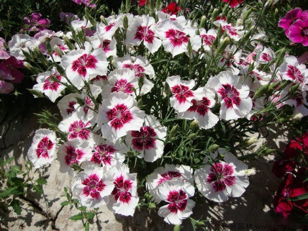 瞿麥種子發(fā)芽出苗開花圖片