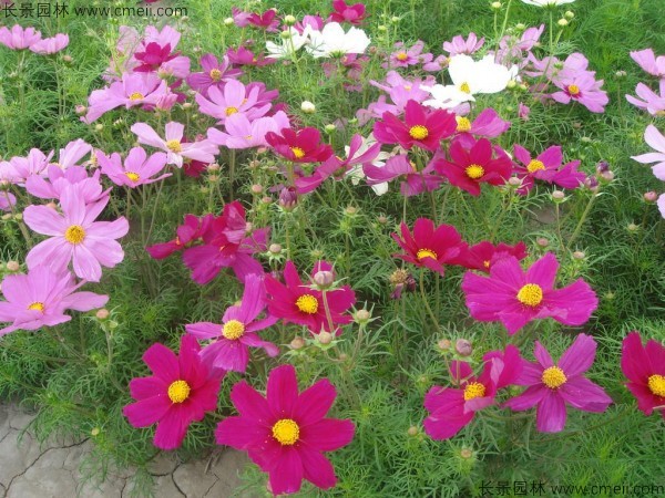 格?；ǚN子發(fā)芽出苗開(kāi)花圖片