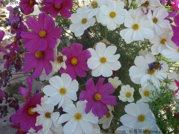 格?；ǚN子發(fā)芽出苗開(kāi)花圖片