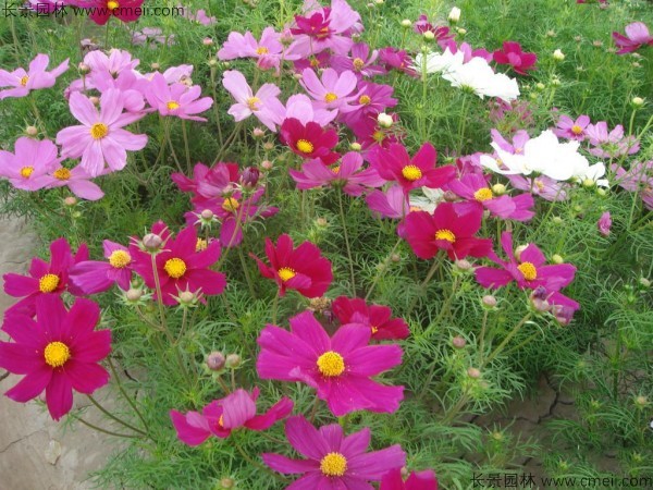格?；ǚN子發(fā)芽出苗開(kāi)花圖片