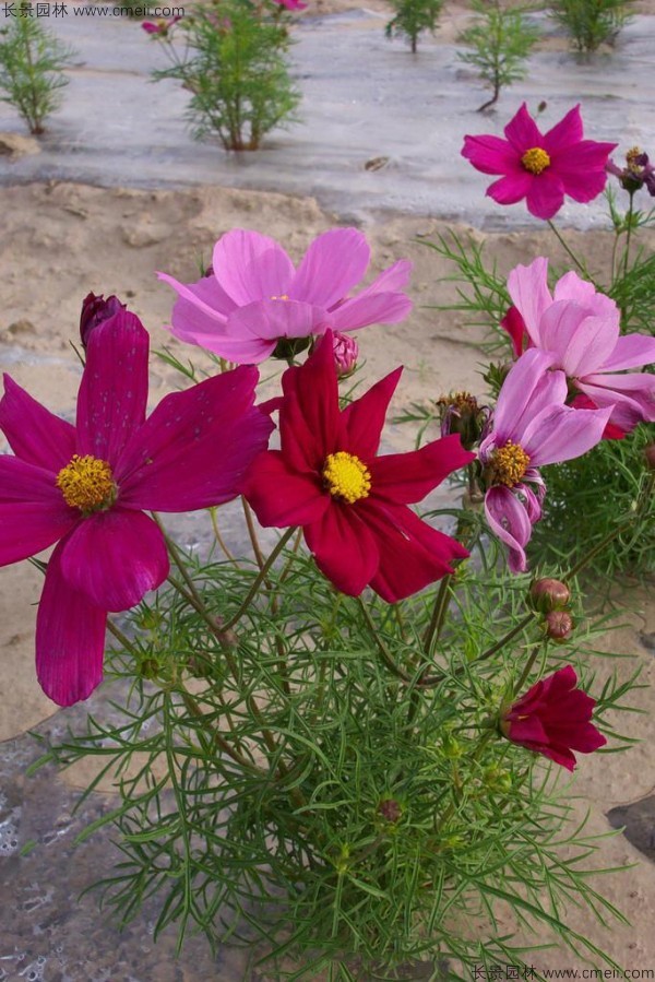 格?；ǚN子發(fā)芽出苗開(kāi)花圖片