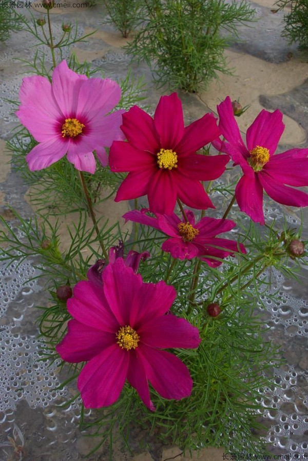 格?；ǚN子發(fā)芽出苗開(kāi)花圖片