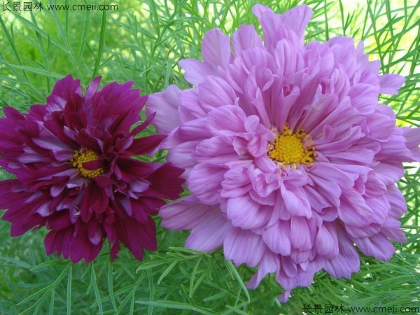 格?；ǚN子發(fā)芽出苗開(kāi)花圖片