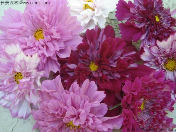 格?；ǚN子發(fā)芽出苗開(kāi)花圖片