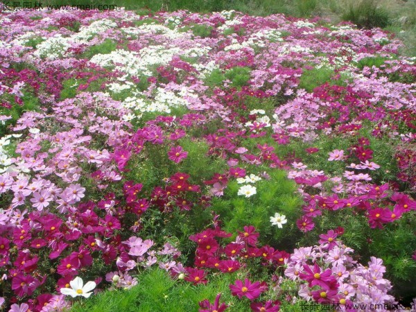 格?；ǚN子發(fā)芽出苗開(kāi)花圖片