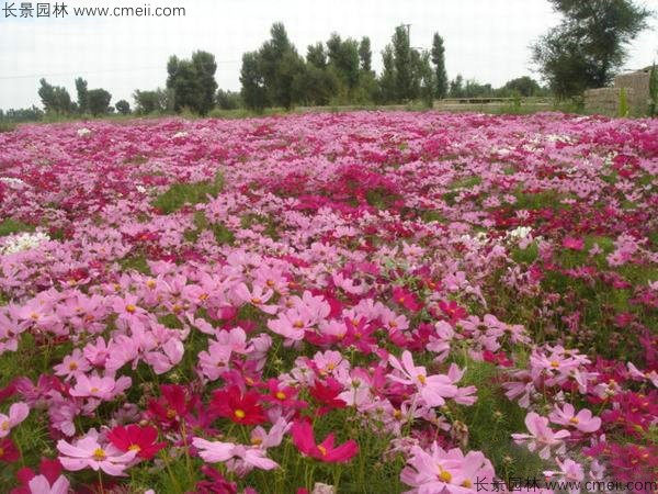 格?；ǚN子發(fā)芽出苗開(kāi)花圖片