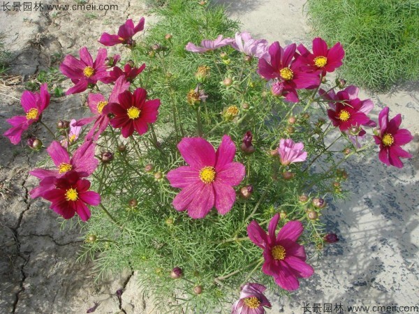 格?；ǚN子發(fā)芽出苗開(kāi)花圖片