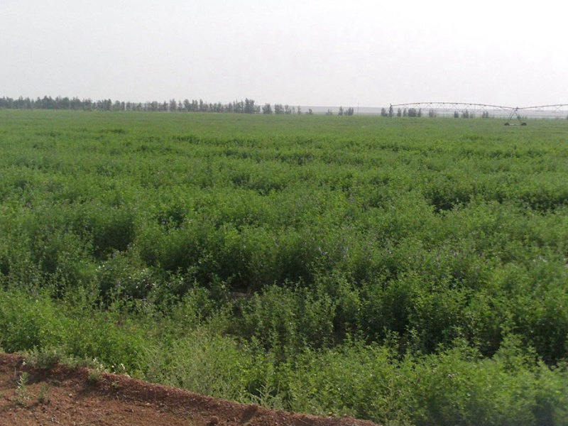 進(jìn)口苜蓿 進(jìn)口苜蓿